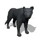 black panther