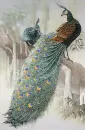pheasant