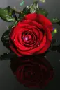red rosa