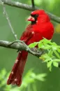 cardinal