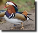 mandarin duck