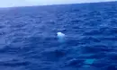 orca