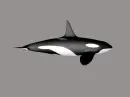 orca