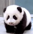 panda