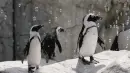 penguin