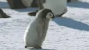 penguin