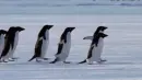 penguins