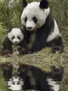 panda