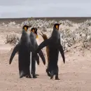emperor penguins
