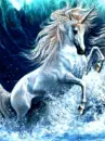 unicornis