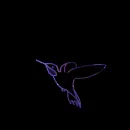 hummingbird