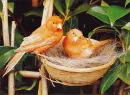 orange canary