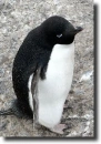 Adelie penguin