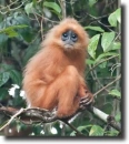 barna langur