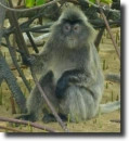 ezüstös langur