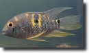 sárga akara