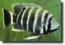 zebratilápia