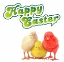 easter bunny with chick