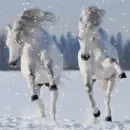 white horses