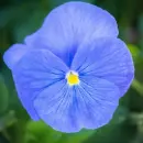 pansies