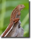barna anolisz