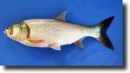 fehér busa
