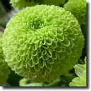 green chrysanthemum