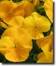 yellow pansy