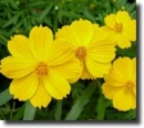 yellow cosmos
