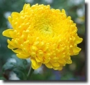 yellow chrysanthemum