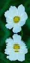 white cosmos