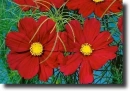 red cosmos