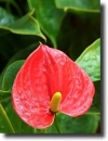red anthurium