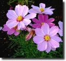 pink cosmos