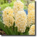 yellow hyacinth