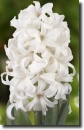 white hyacinth