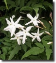 white jasmine