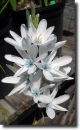 white ixia