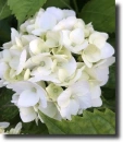 white hydrangea