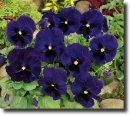 blue pansy