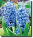 blue hyacinth