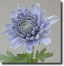 blue chrysanthemum