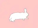 white bunny