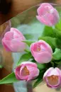 pink tulip