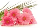 pink gerberas