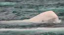 white dolphin