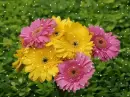 gerberas