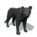 black panther