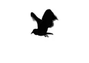 black bird