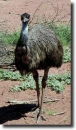 Fekete emu